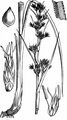 Great Fen-Sedge - Cladium mariscus (L.) Pohl