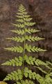 Brittle Bladder-Fern - Cystopteris fragilis (L.) Bernh.