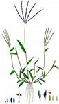 Blutrote Fingerhirse - Digitaria sanguinalis (L.) Scop. 