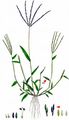 Hairy Finger-Grass - Digitaria sanguinalis (L.) Scop.