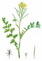 Watercress-Leaved Rocket - Erucastrum nasturtiifolium (Poir.) O. E. Schulz