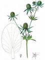 Blue Eryngo - Eryngium planum L.