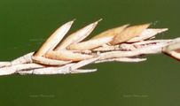Fine-Leaved Sheep's-Fescue - Festuca filiformis Pourr.