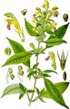 Large-Flowered Hemp-Nettle - Galeopsis speciosa Mill.