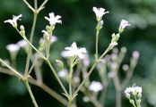 Fastigiate Gypsophila - Gypsophila fastigiata L.