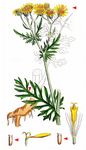 Jakobsgreiskraut - Jacobaea vulgaris Gaertn. 