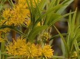 Tufted Loosestrife - Lysimachia thyrsiflora L.