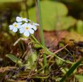 Lake Konstanz Forget-Me-Not - Myosotis rehsteineri (Hausm.) Reut.