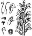 Thyme Broomrape - Orobanche alba Willd.