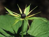 Herb-Paris - Paris quadrifolia L.