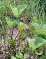 Tomentose Butterbur - Petasites spurius (Retz.) Rchb.