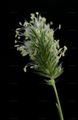 Alpine Cat's-Tail - Phleum alpinum L.