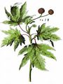 Oriental Plane - Platanus orientalis L.