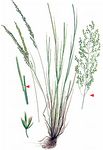Sumpf-Rispengras - Poa palustris L. 