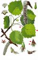 Aspen - Populus tremula L.