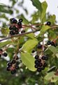 Rum Cherry - Prunus serotina Ehrh.
