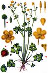 Sardischer Hahnenfuß - Ranunculus sardous Crantz 