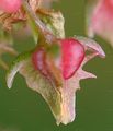 Großer Sauerampfer - Rumex acetosa L.