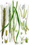 Saat-Roggen - Secale cereale L. 