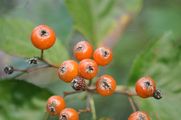  - Sorbus subg. Karpatiosorbus Májovský & Bernátová 