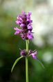 Heil-Ziest - Stachys officinalis (L.) Trevis.
