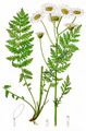 Scentless Feverfew - Tanacetum corymbosum (L.) Sch. Bip.