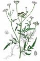 Spreading Hedge-Parsley - Torilis arvensis (Huds.) Link