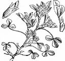 Gestreifter Klee - Trifolium striatum L.