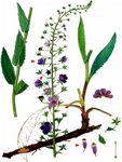 Violette Königskerze - Verbascum phoeniceum L. 