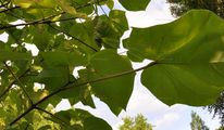 Paulownia tomentosa (Chinesischer Blauglockenbaum) - Blätter