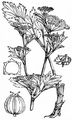 Wild Celery - Apium graveolens L.