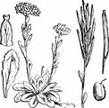 Doldige Gänsekresse - Arabis ciliata Clairv.