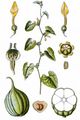 Gewöhnliche Osterluzei - Aristolochia clematitis L.