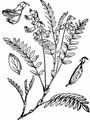 Alpen-Tragant - Astragalus alpinus L.