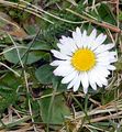 Mehrjähriges Gänseblümchen - Bellis perennis L.