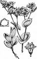 Rundblättriges Hasenohr - Bupleurum rotundifolium L.