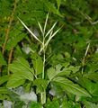Drooping Bittercress - Cardamine enneaphyllos (L.) Crantz