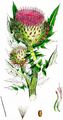 Wollköpfige Kratzdistel - Cirsium eriophorum (L.) Scop.