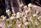 Carinthian Whitlowgrass - Draba siliquosa M. Bieb.