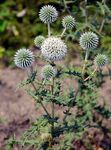 Drüsenlose Kugeldistel - Echinops exaltatus Schrad. 
