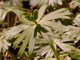 Winter Aconite - Eranthis hyemalis (L.) Salisb.