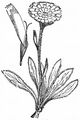 Alpen-Habichtskraut - Hieracium alpinum L.