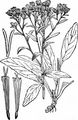 Dürrwurz - Inula conyzae (Griess.) DC.