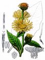 Elecampane - Inula helenium L.