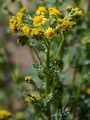 Jakobsgreiskraut - Jacobaea vulgaris Gaertn.