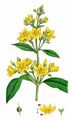 Yellow Loosestrife - Lysimachia vulgaris L.