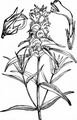 Crested Cow-Wheat - Melampyrum cristatum L.