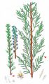 German Tamarisk - Myricaria germanica (L.) Desv.