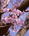 Foxglove-Tree - Paulownia tomentosa (Thunb.) Siebold & Zucc.