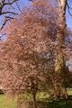 Schlehe - Prunus spinosa L.